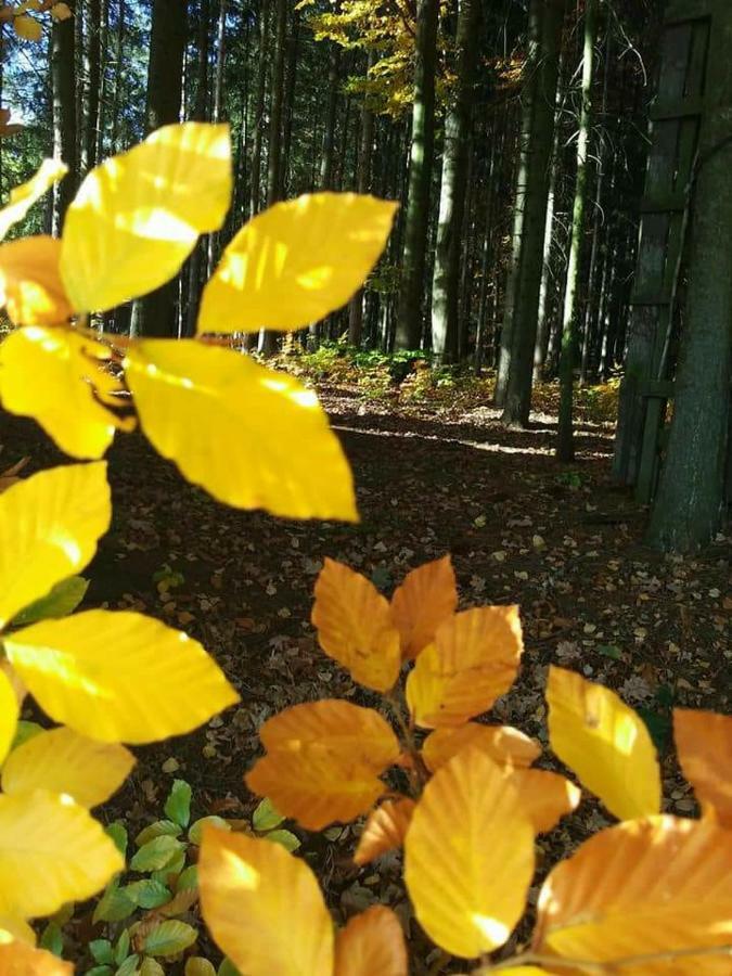 Ubytovani U Krivanku 1 Telč Dış mekan fotoğraf